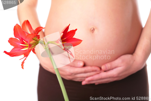 Image of red lily