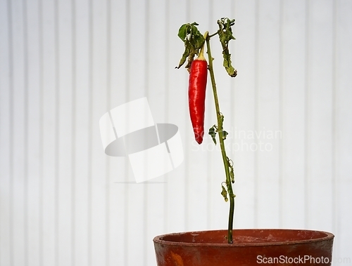 Image of red pepper pod on a branch in a pot 