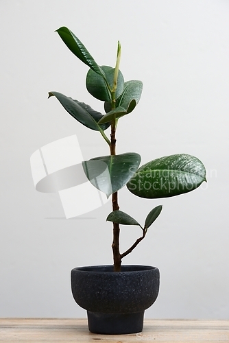 Image of ficus in a pot