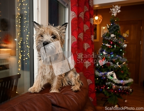 Image of cairn terrier on the sofa near the Christmas tree