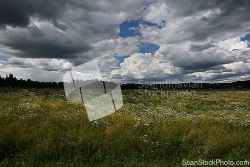 Image of meadow on a summer day 