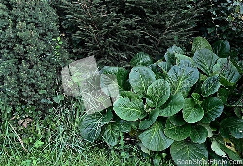 Image of coniferous plants and bergenia in the garden