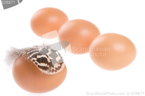 Image of Egg, Feather