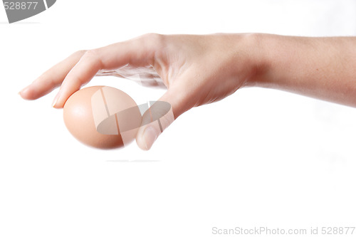 Image of Egg in Hand