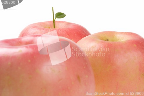 Image of Fruits, Rose Apple