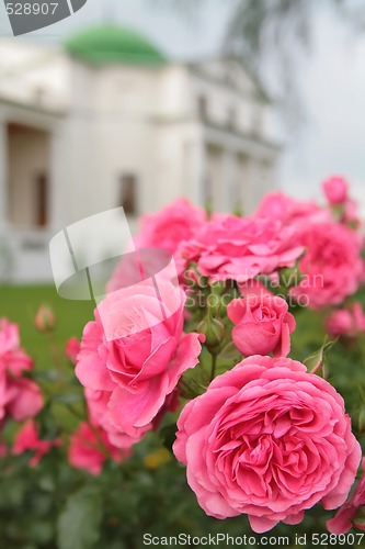 Image of rosebush