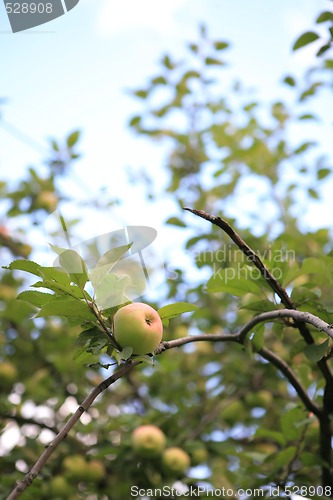 Image of Apple on Branch