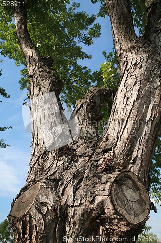 Image of Very Old Maple