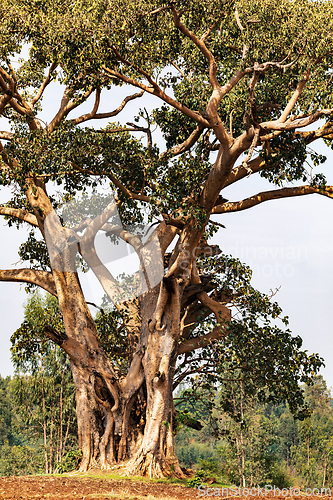 Image of Majestic ethereal tree in Amhara region, Ethiopia