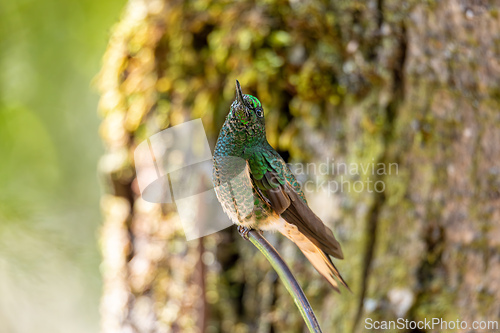 Image of Tourmaline sunangel (Heliangelus exortis), species of hummingbird. Cundinamarca department. Wildlife and birdwatching in Colombia