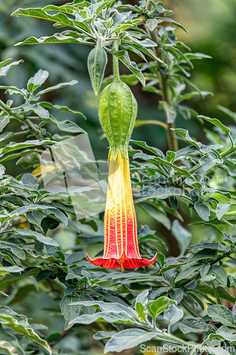 Image of Brugmansia sanguinea, the red angels trumpe flowert. Cundinamarca Department, Colombia