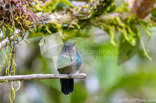 Image of Tourmaline sunangel (Heliangelus exortis), species of hummingbird. Cundinamarca department. Wildlife and birdwatching in Colombia