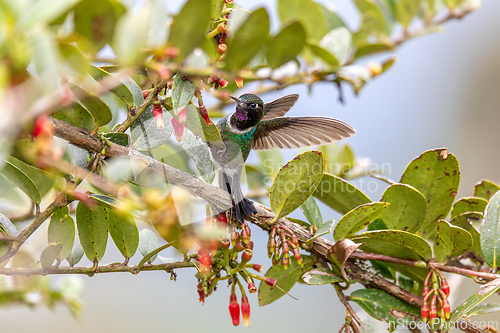 Image of Tourmaline sunangel (Heliangelus exortis), species of hummingbird. Cundinamarca department. Wildlife and birdwatching in Colombia