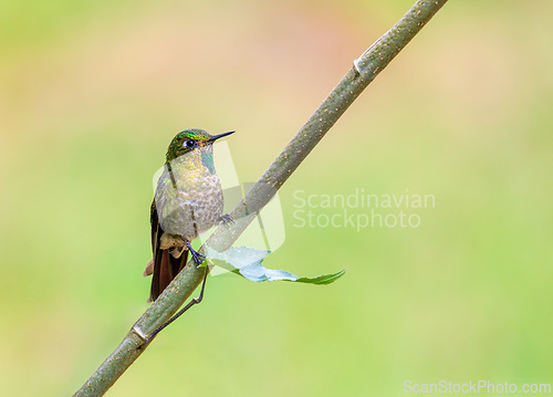 Image of Tourmaline sunangel (Heliangelus exortis), species of hummingbird. Cundinamarca department. Wildlife and birdwatching in Colombia