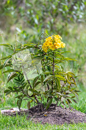 Image of Tecoma stans, Tecoma stans, yellow trumpetbush, yellow bells or yellow elder. Tocancipa, Cundinamarca Departement, Colombia