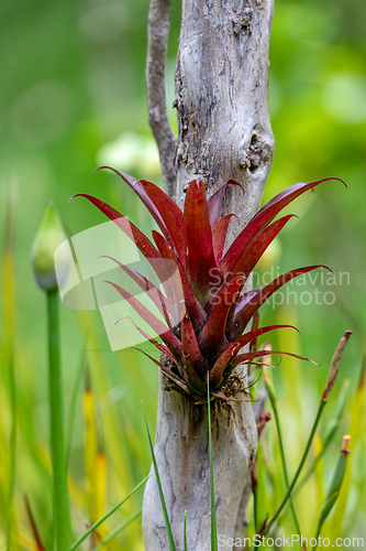 Image of Tillandsia fendleri, species of flowering plant. Cundinamarca Department, Colombia