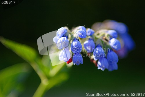 Image of Blue Campanulas