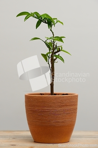 Image of tangerine seedling in a clay pot