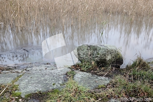 Image of lake shore overgrown with reeds and stones covered with moss