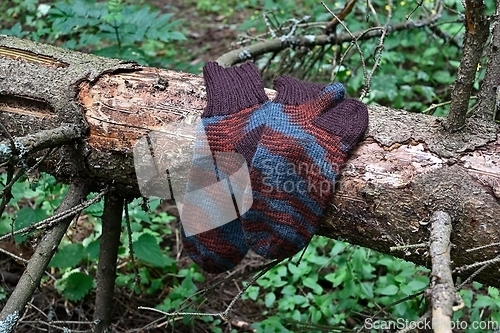 Image of a pair of brown striped socks in the forest on the trunk of a sp