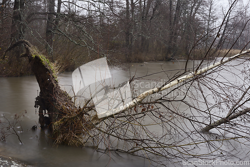 Image of an uprooted birch tree that fell into the lake