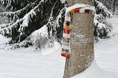 Image of wool scarf wrapped around a tree in a forest in winter