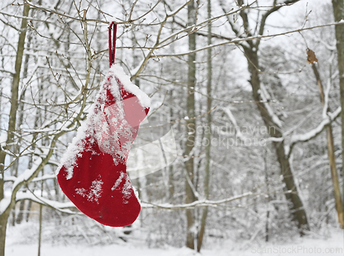 Image of traditional red knitted sock for Christmas gifts on a branch in 