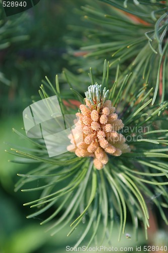 Image of Fur Paw