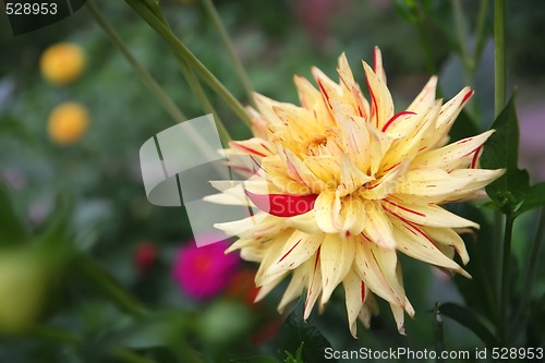 Image of Yellow Flower