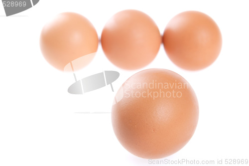 Image of Egg, Bird