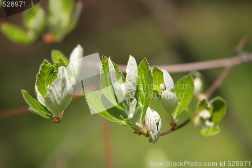 Image of blossom of the plant
