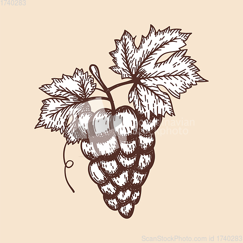 Image of Icon Of Grape