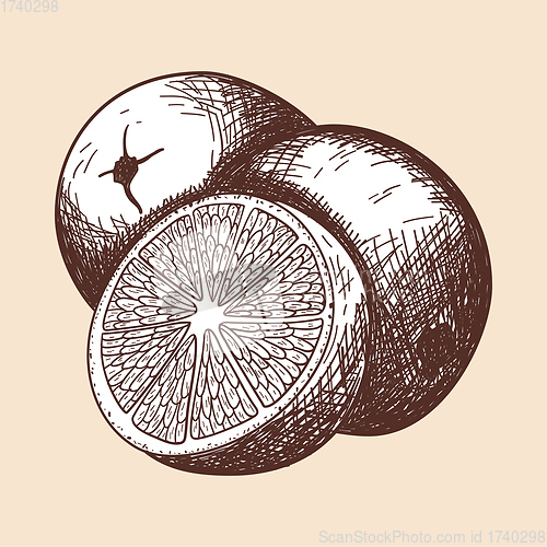 Image of Icon Of Orange