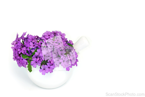 Image of Purple Verbena Herb Flowers used in Alternative Herbal Medicine