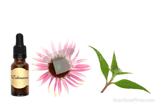 Image of Echinacea Essence for Coughs and Cold Remedy
