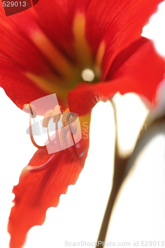 Image of red lily on green stalk