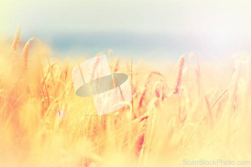 Image of Field, nature and wheat grass in countryside for environment, ecosystem and landscape conservation. Natural background, wallpaper and plant, rye and barley growing for agriculture, farming or ecology