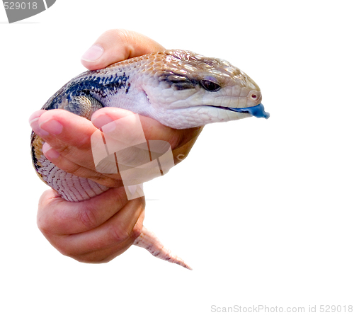 Image of blue tongue lizard