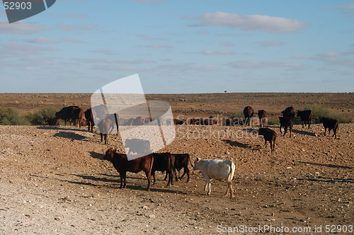 Image of Outback cattle