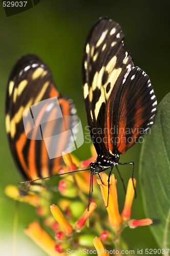 Image of Large tiger butterflies