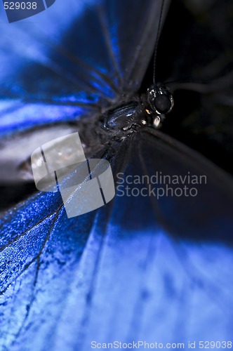 Image of Blue Morpho butterfly closeup