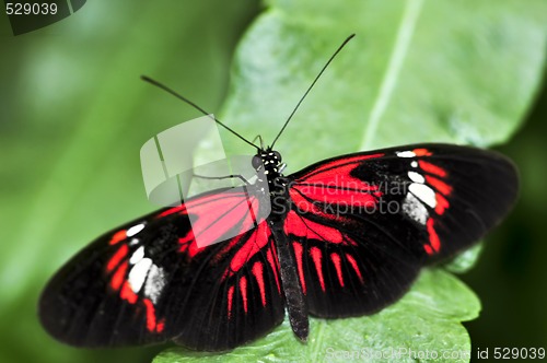 Image of Red heliconius dora butterfly