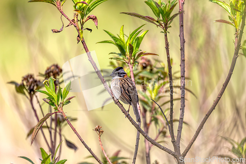 Image of Rufous-collared sparrow or Andean sparrow (Zonotrichia capensis), Cundinamarca department. Wildlife and birdwatching in Colombia