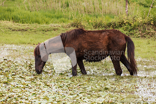 Image of Emaciated Ethiopian horse grazes on a wetland meadow. Amhara Region, Ethiopia