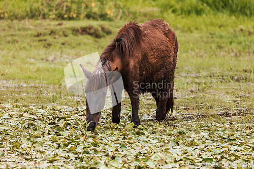 Image of Emaciated Ethiopian horse grazes on a wetland meadow. Amhara Region, Ethiopia