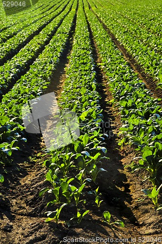 Image of Rows of turnip plants in a field