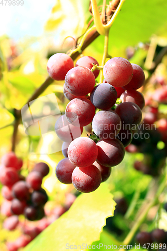 Image of cluster of pink grapes