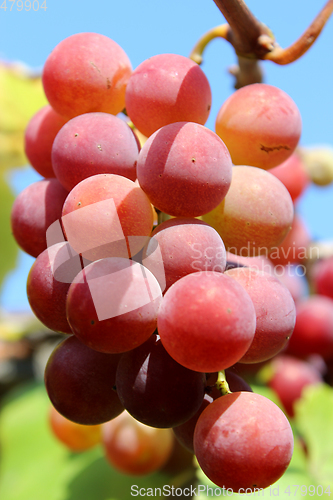 Image of cluster of pink grapes