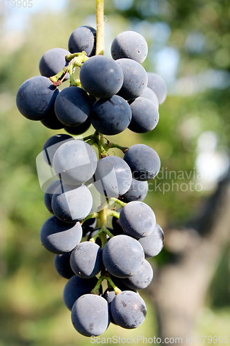 Image of cluster of blue grapes