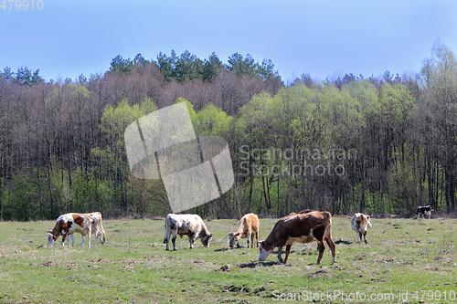 Image of cows on the farm pasture